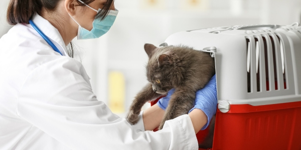 Aspiration Pneumonia What to Do When it Happens to Your Pet